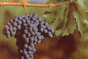 Otvorena Vinistra