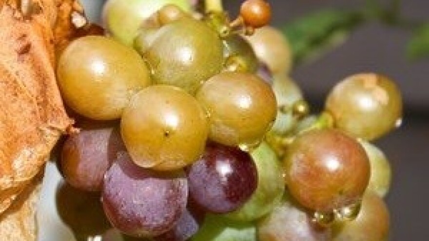 Alma bere grožđe u Srijemu