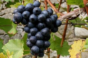 Prvi registar vinograda do rujna