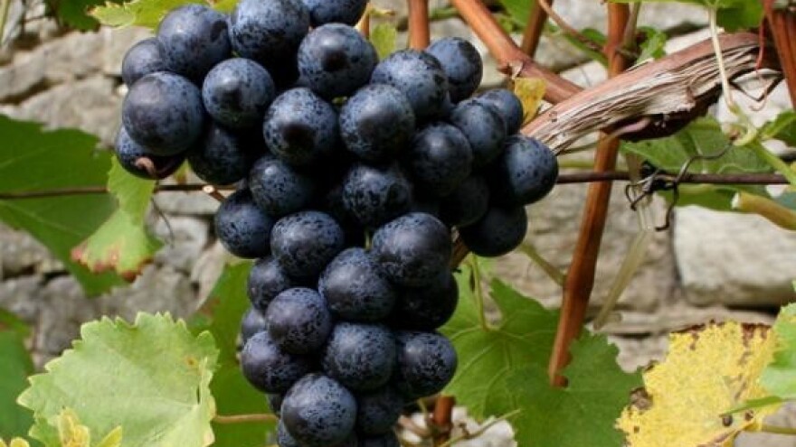 Prvi registar vinograda do rujna