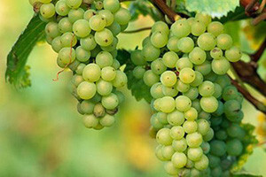 Graševina šampion Vinovite i najbolje hrvatsko vino