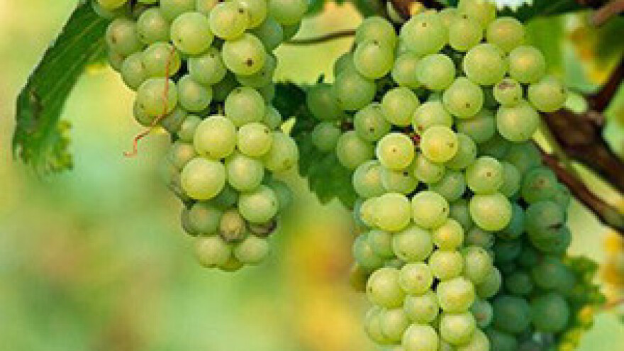 Graševina šampion Vinovite i najbolje hrvatsko vino