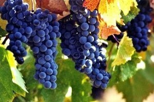 Grapesort - stroj koji olakšava proizvodnju vina