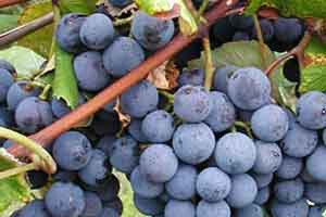 Vinarija "Vinski Vrh" osvaja prestižne nagrade