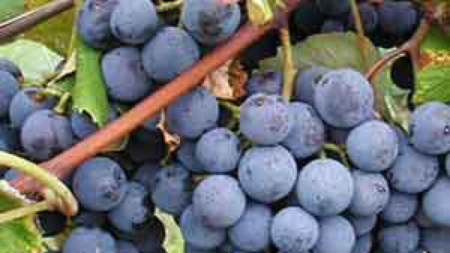 Vinarija "Vinski Vrh" osvaja prestižne nagrade