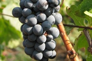 Sajam i izložba zagorskih vina