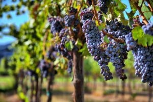 Novi festival vina – FestiWine Dubrovnik