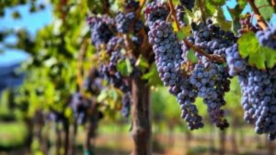 Novi festival vina – FestiWine Dubrovnik