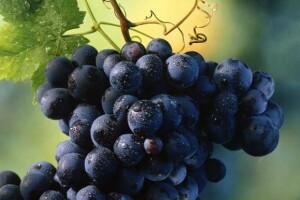 Nadinska rana u katalogu Vinistre