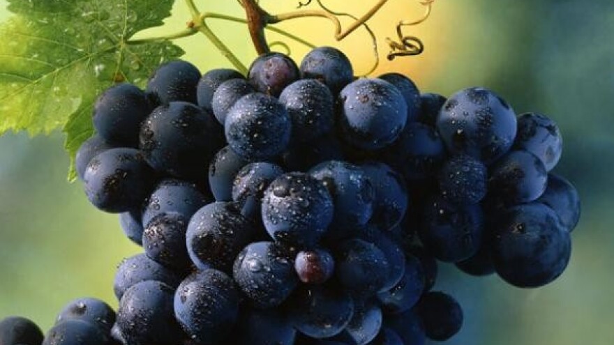 Nadinska rana u katalogu Vinistre