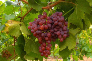 Kutjevački vinogradar Krauthaker