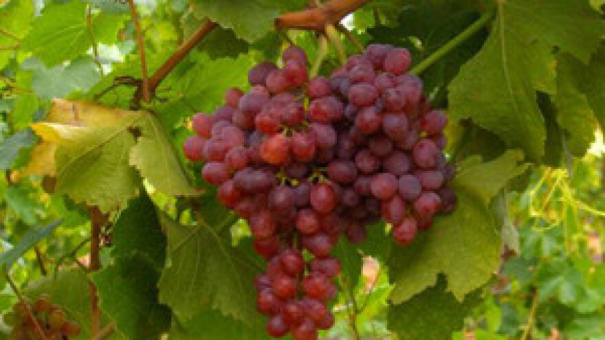 Kutjevački vinogradar Krauthaker