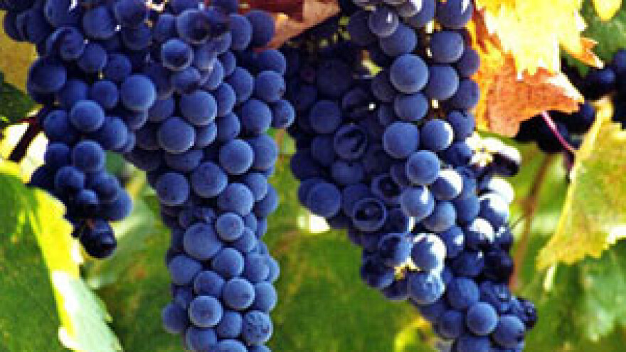 Završen festival vina "dalmacija wine expo party"