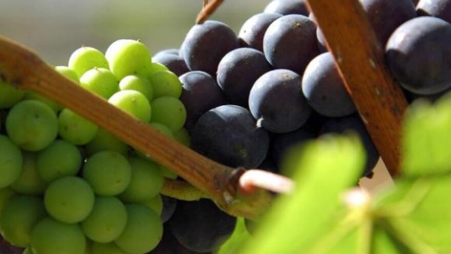 Hvarski vinari osnovali svoju udrugu