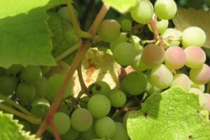 Pretvorba starih vinograda Gegića u vrhunsko vino