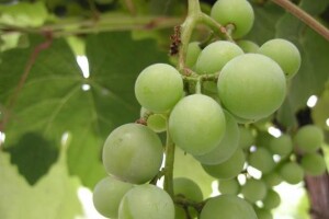 "Vinodar 2010" ponovo uspješan