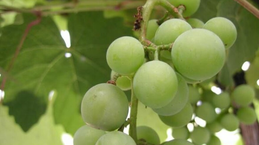 "Vinodar 2010" ponovo uspješan