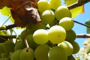 Radnici Dalmacijavina u prosvjednom maršu