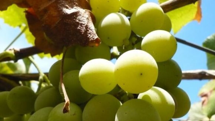 Radnici Dalmacijavina u prosvjednom maršu