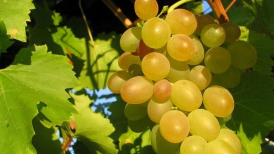 "Dalmacijavino" počela proizvodnja