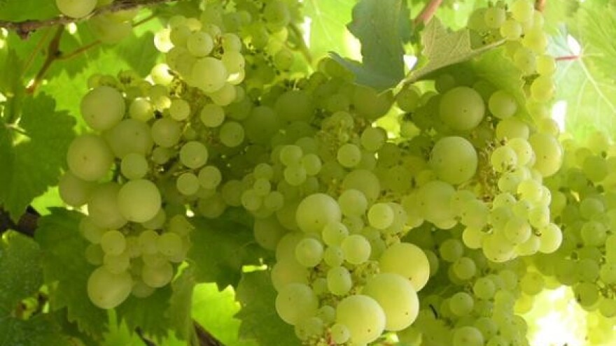 Graševina je kraljica