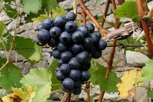 Radionica za vinare i vinogradare