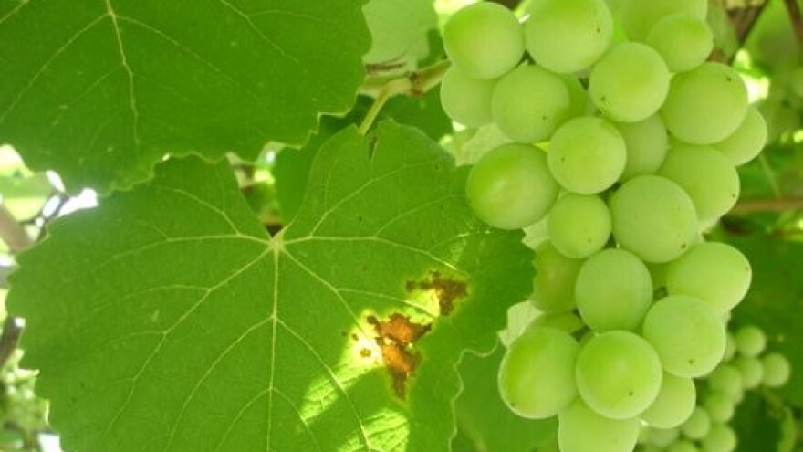 Siva i plemenita plijesan grožđa