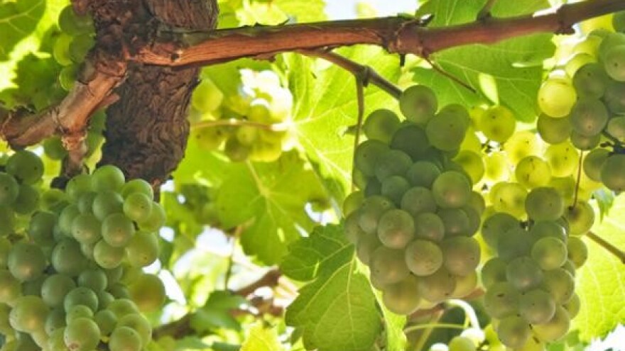 Graševina Feravina postala svjetski prvak