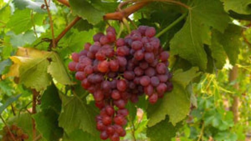 Vinska revolucija Feravina