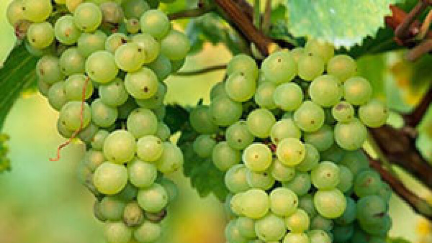 Srbijanski vinar na hrvatskom tržištu