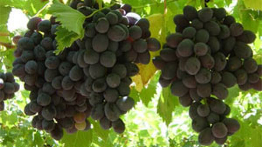 Vinarska tradicija dulja od stoljeća