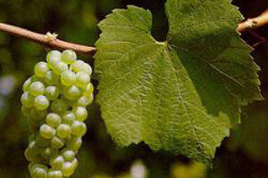 Zelena berba u kutjevačkom vinogorju