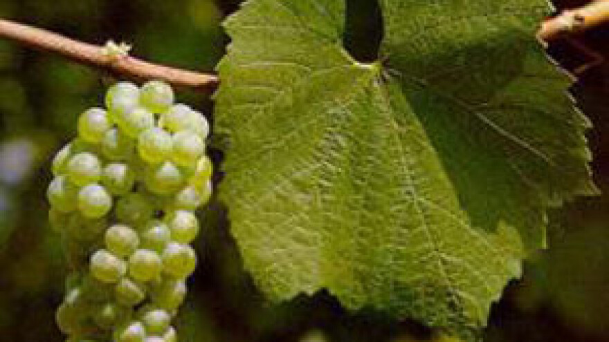 Zelena berba u kutjevačkom vinogorju