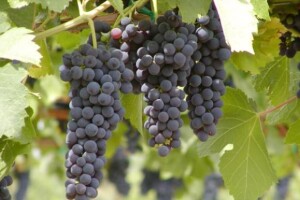 Udruživanje vinara u vinski klaster