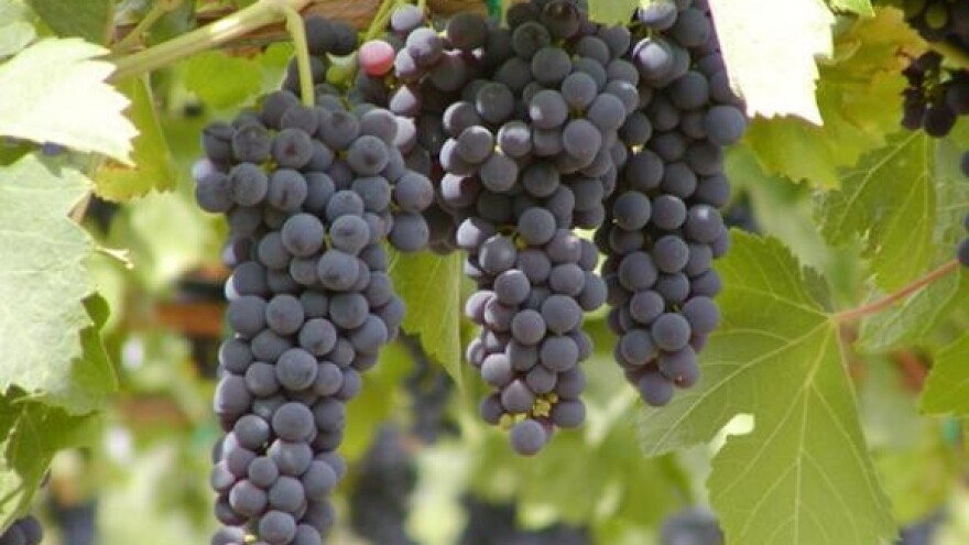 Udruživanje vinara u vinski klaster