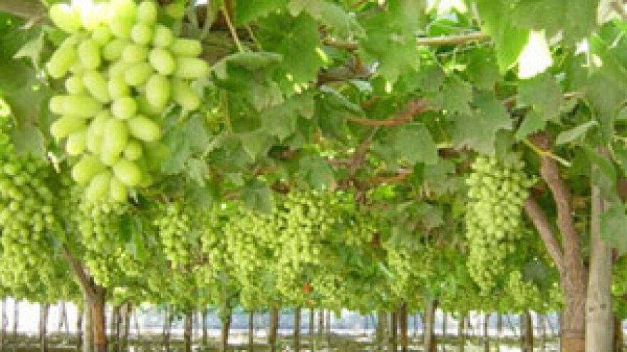 Hrvatski vinari konačno se moraju okrenuti izvozu