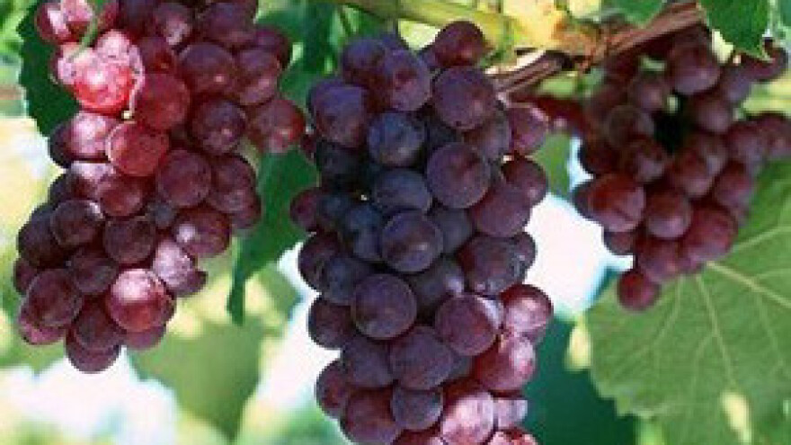 Kasni berba grožđa