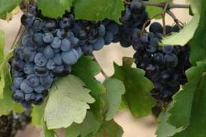 Antocijani u grožđu i vinu