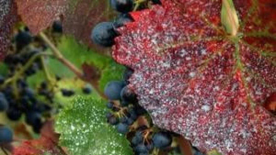 Vinograd bez bolesti