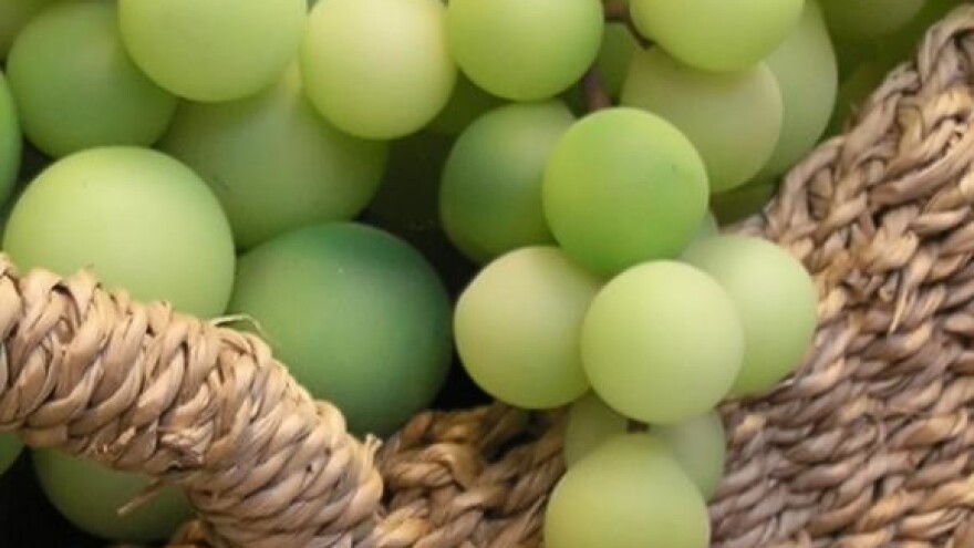 Zelenom berbom do vrhunskog vina