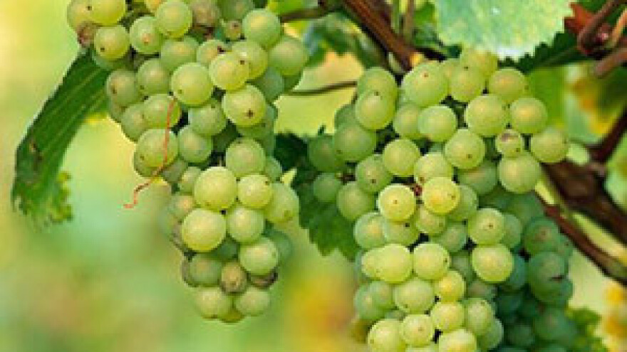 Niža cijena grožđa od lanjske