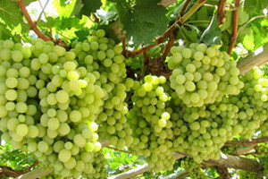 Kasni berba u stupničkim vinogradima