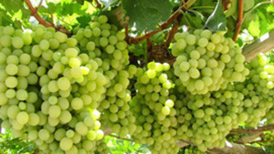 Kasni berba u stupničkim vinogradima