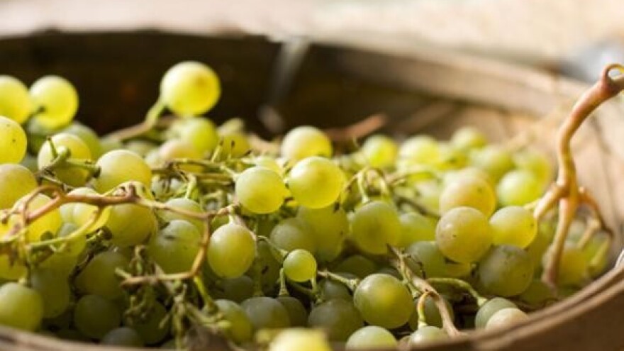 Bijelo grožđe već pobrano