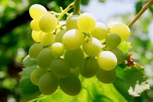 Ministarstvo spremno pomoći vinogradarima