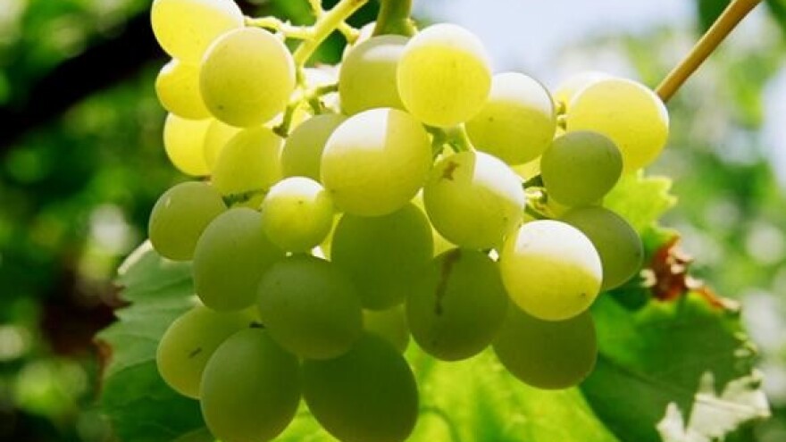 Ministarstvo spremno pomoći vinogradarima