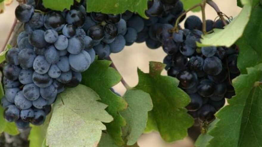 Ilok starinama i vinima privlači goste