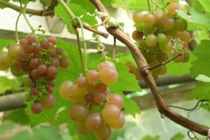 Prosvjed vinogradara