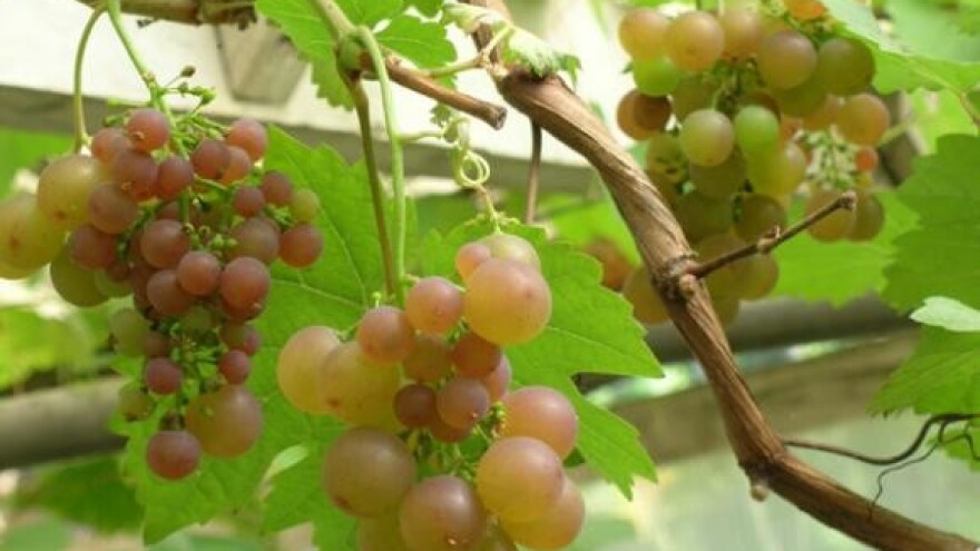 Prosvjed vinogradara