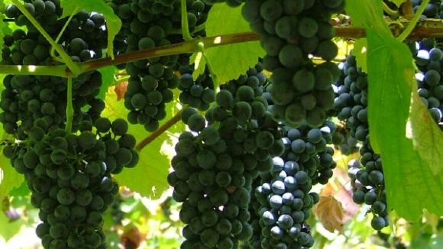 Zagrepčani brali grožđe